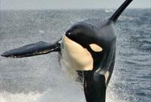 Whales and Fly (Adventure Crossing to Victoria)